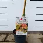 Javor dlaňolistý (Acer palmatum) 'Oridono Nishiki' - výška 110-120 cm, kont. C4L - NA KMIENKU 